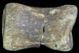Bargain, Hadrosaur Phalange (Toe Bone) - Montana #103748-3